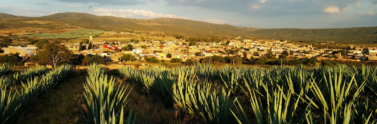 tequila agave farm in mexico