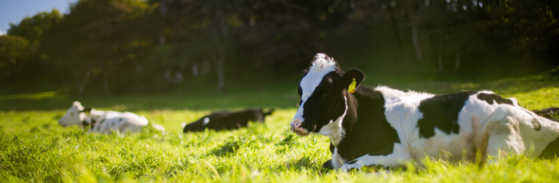 three-dairy-cows-lying-in-sunny-field