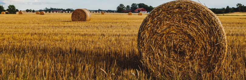 Bales-of-hay-in-farm-field