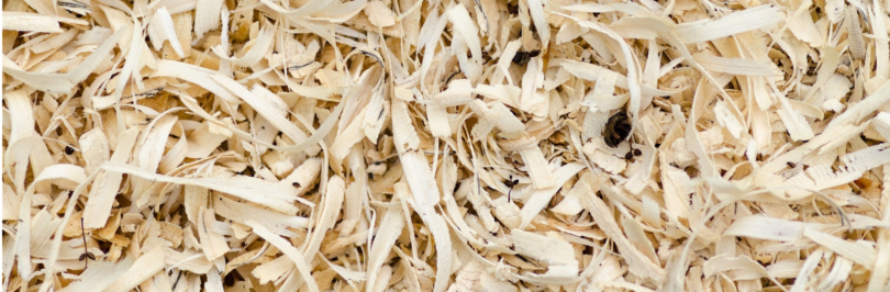 Close up of sawdust wood shavings