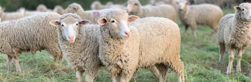 herd-of-sheep-standing-in-field