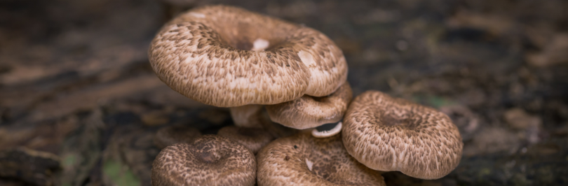 Brown-mushrooms-growing