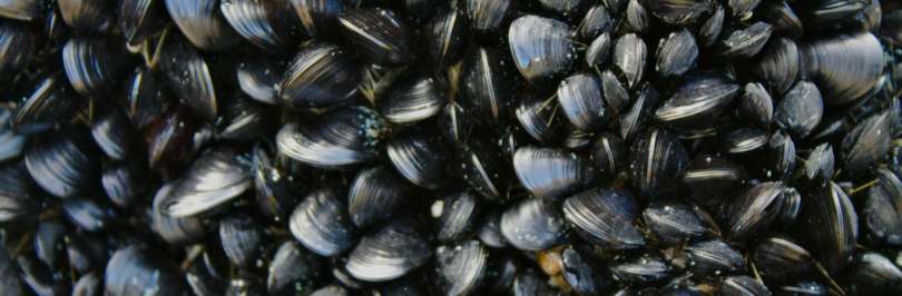 group-of-mussels