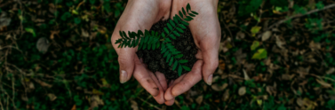 person-holding-plant