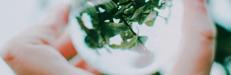 shallow-focus-photo-of-green-plants