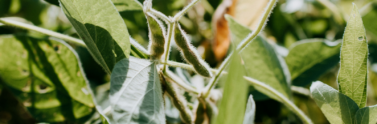 soybean-crop-on-stalk
