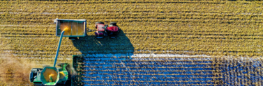 field of crops