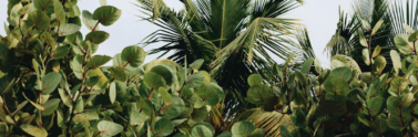 Various green plants