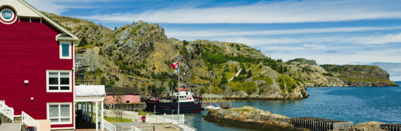 a tree sits on the shores of Newfoundland