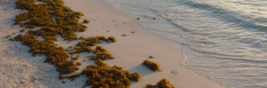 Seaweed on sand at shore with light waves