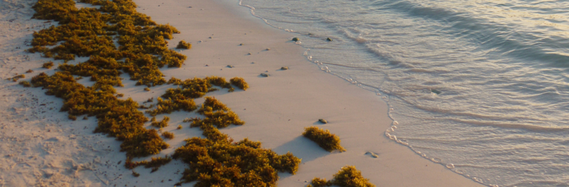 Seaweed on sand at shore with light waves