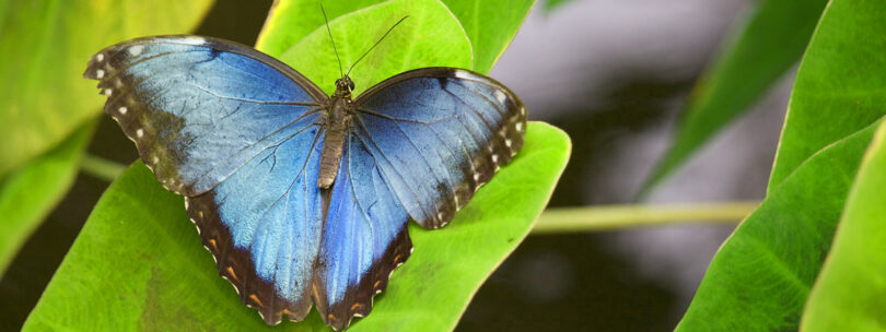 photo of a morpho butterfly resting on a leave