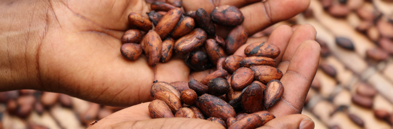 person holding cacao beans