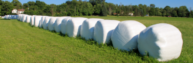 Hay bales wrapped in plastic lined up on a farm