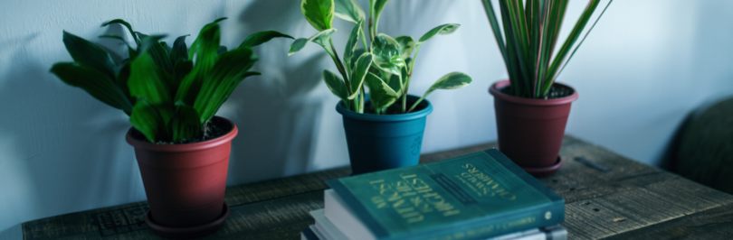 houseplants-near-books
