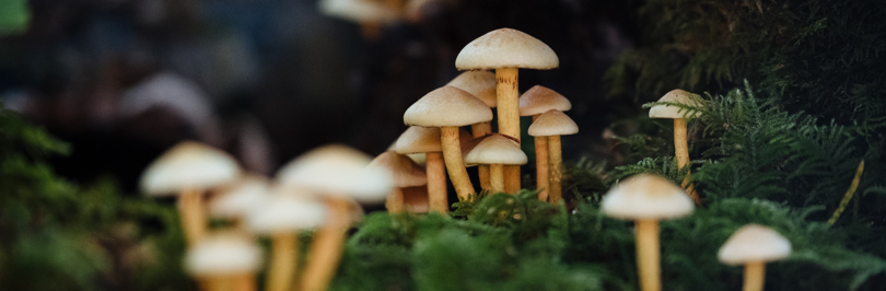 Mushrooms growing on forest floor