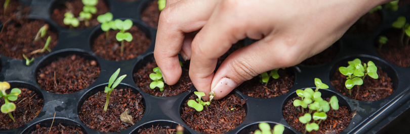 hand planting small green plant in soil