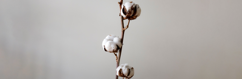 Cotton plant on beige background