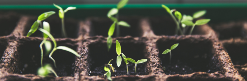 Plants growing in soil