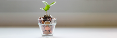 Green plant sprouting from coins in a clear cup