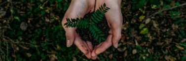 person holding soil and a plant