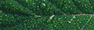 photo of closeup of water droplets on a green leaf