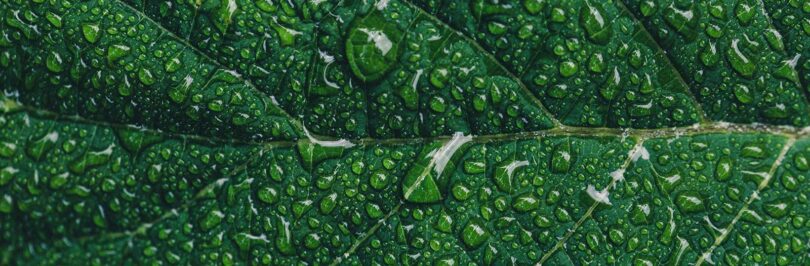 photo of closeup of water droplets on a green leaf