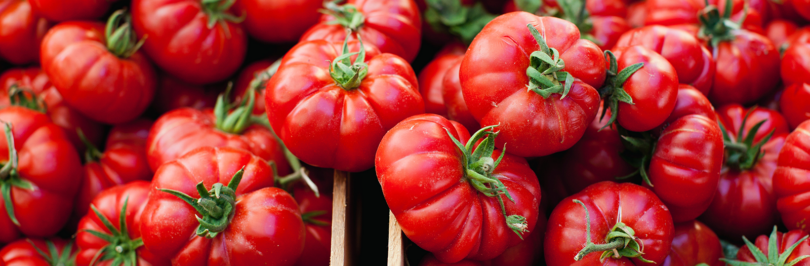 Closeup of multiple red misshaped heirloom tomatoes