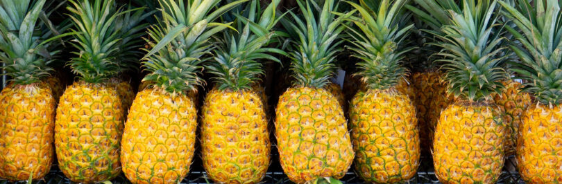 image of a row of pineapples