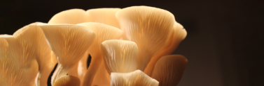 Oyster mushroom on brown background