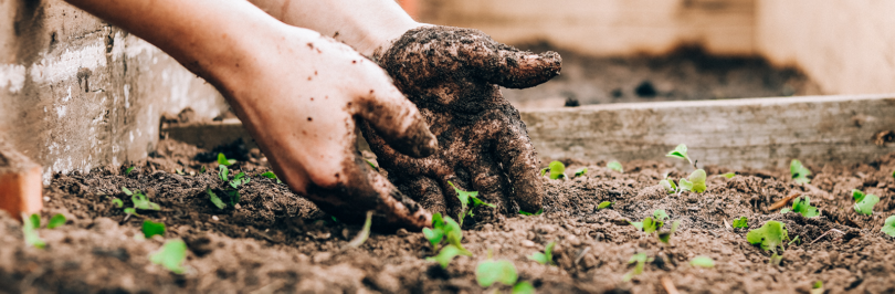 Youth hand in soil planting