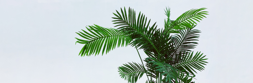 palm leaves on white background