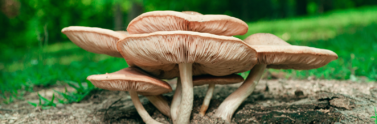 Brown fungi in soil outdoors